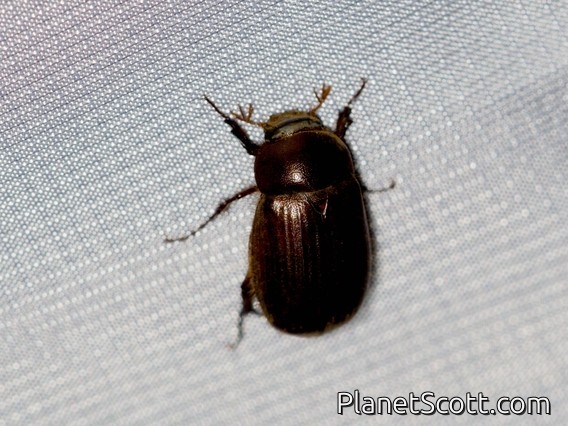 Dung Beetle (Ataenius stephani)