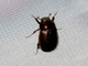 Dung Beetle (Ataenius stephani)