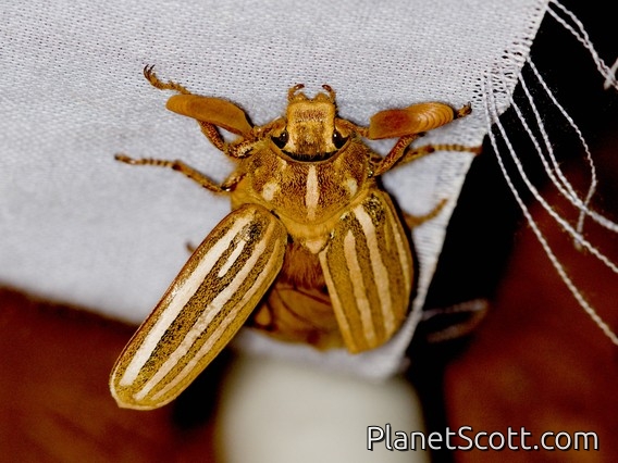Ten-lined June Beetle (Polyphylla decemlineata)