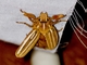 Ten-lined June Beetle (Polyphylla decemlineata)
