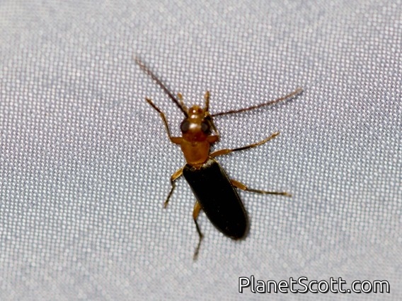 False Blister Beetle (Xanthochroina bicolor)