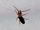 False Blister Beetle (Xanthochroina bicolor)
