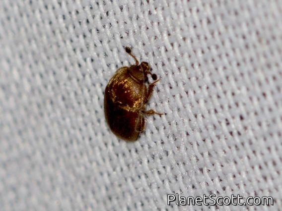 Sap-feeding Beetle (Nitidulinae sp)