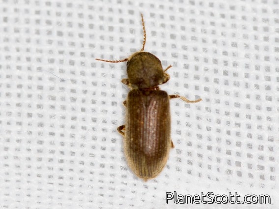 Deathwatch Beetle (Priobium sp)