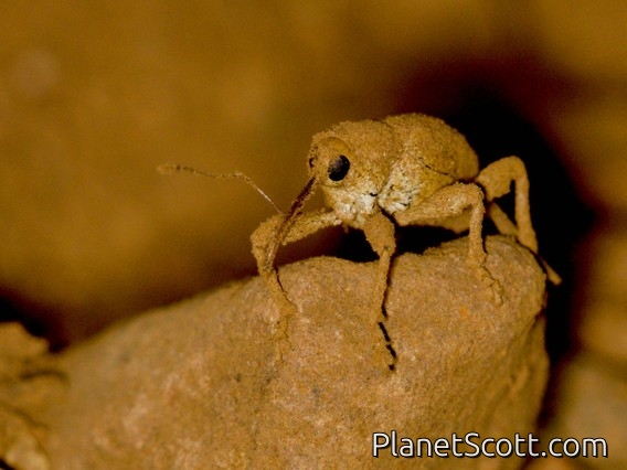 California Acorn Weevil (Curculio occidentis)