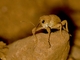 California Acorn Weevil (Curculio occidentis)