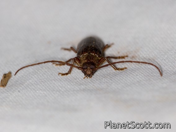 Tooth-necked Longhorn Beetle (Tragosoma pilosicornis)