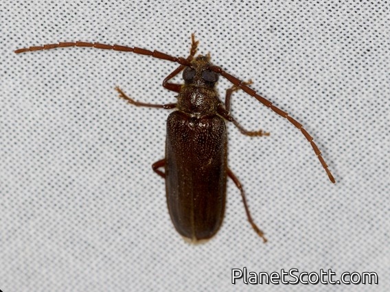 Tooth-necked Longhorn Beetle (Tragosoma pilosicornis)