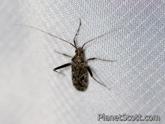 Dirt-colored Seed Bug (Rhyparochromidae sp)