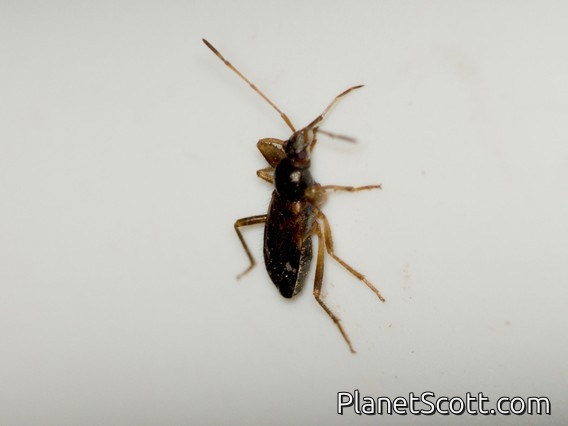 Dirt-colored Seed Bug (Ashlockaria diadema)