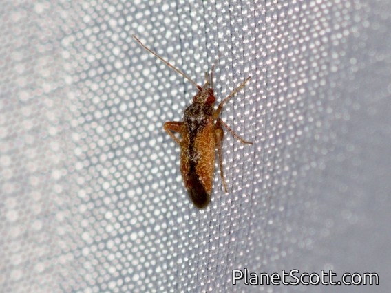 Plant Bug (Parthenicus picicollis)