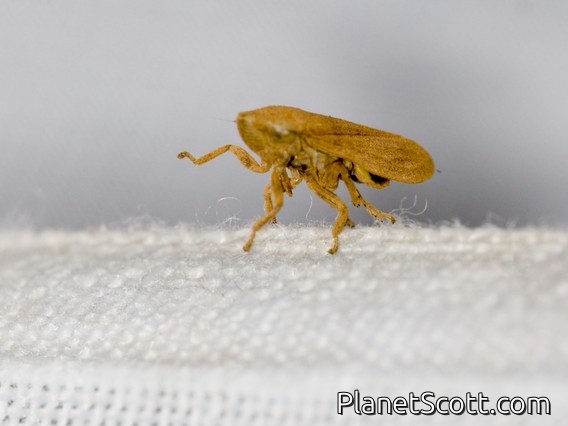 Meadow Spittlebug (Philaenus spumarius)