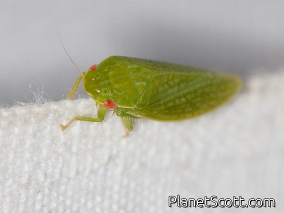 Gyponini Leafhopper (Gyponana procera)
