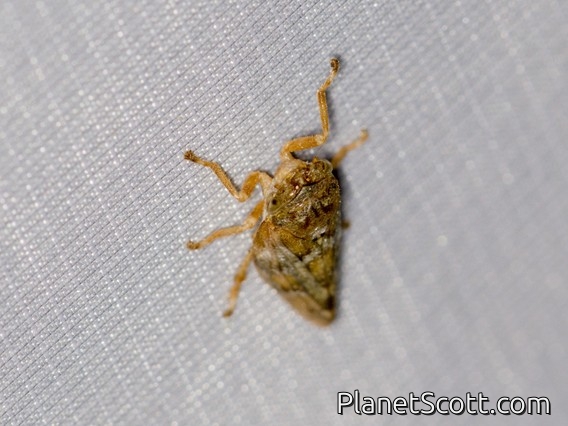 Spittlebug (Aphrophoridae sp)