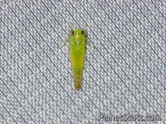 Potato Leafhopper (Empoasca fabae)