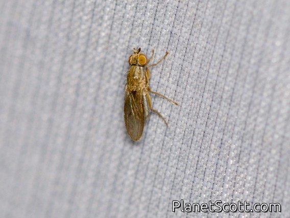 Sun Fly (Trixoscelis sp)