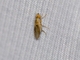 Sun Fly (Trixoscelis sp)