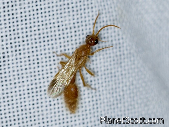 Chyphotid Wasp (Chyphotes sp)