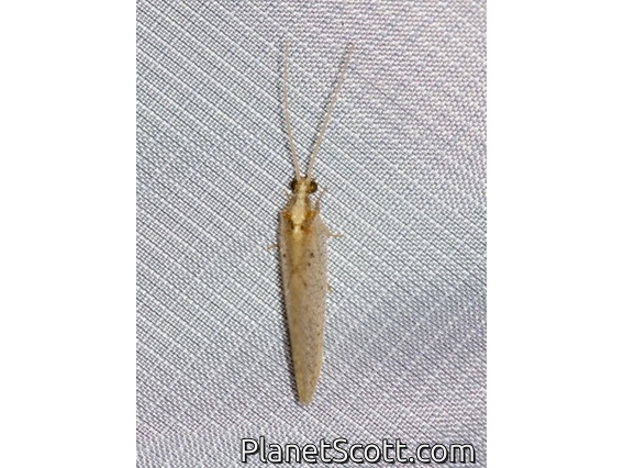 Brown Lacewing (Hemerobius sp)