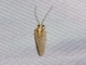 Brown Lacewing (Hemerobius sp)