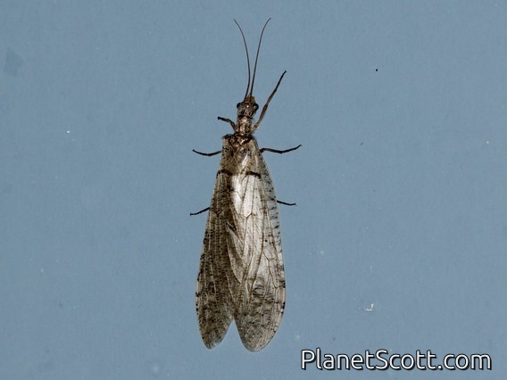 Gray Fishfly (Neohermes filicornis)
