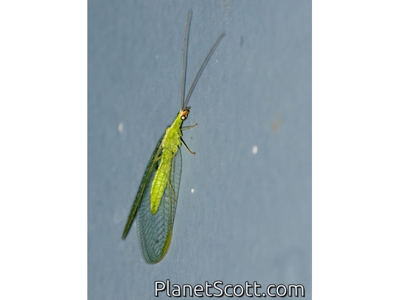 Green Lacewing (Chrysopini sp)