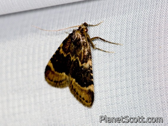 Hayworm Moth (Hypsopygia phoezalis)