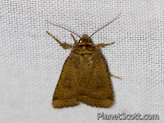 Cutworm Moth (Noctuidae sp)