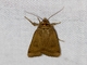 Cutworm Moth (Noctuidae sp)