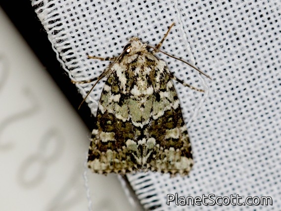 Collared Arches Moth (Lacinipolia strigicollis)