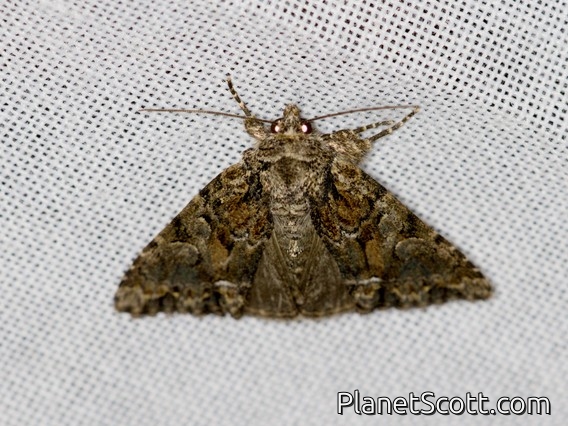 Cutworm Moth (Noctuinae sp)
