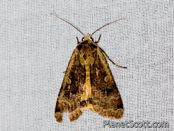 Large Yellow Underwing (Noctua pronuba)