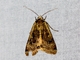 Large Yellow Underwing (Noctua pronuba)
