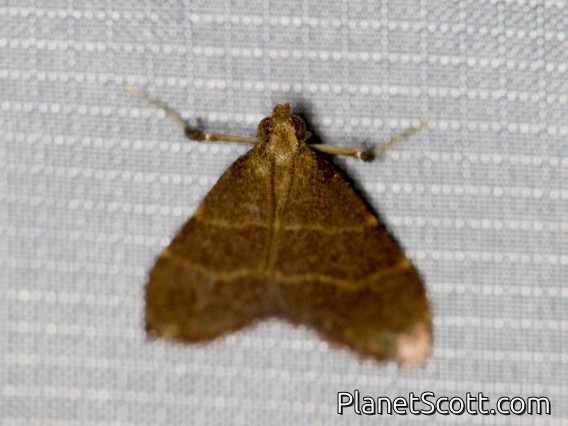 Scaly-legged Pyralid Snout Moth (Arta epicoenalis)