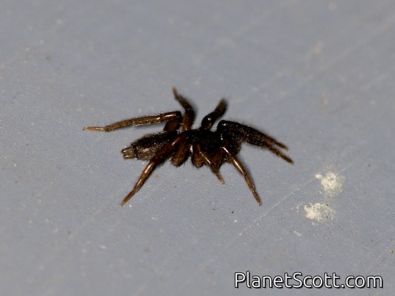 Stealthy Ground Spider (Gnaphosidae sp)