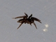 Stealthy Ground Spider (Gnaphosidae sp)