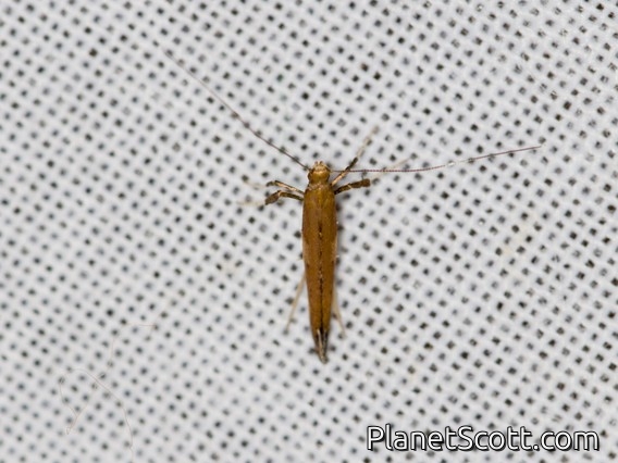 Leaf Blotch Miner Moth (Caloptilia diversilobiella)
