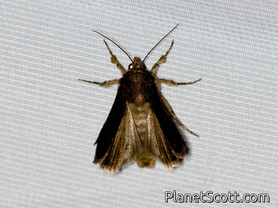 Cutworm Moth (Noctuidae sp)