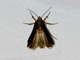 Cutworm Moth (Noctuidae sp)