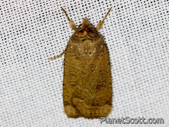 Cutworm Moth (Abagrotis sp)