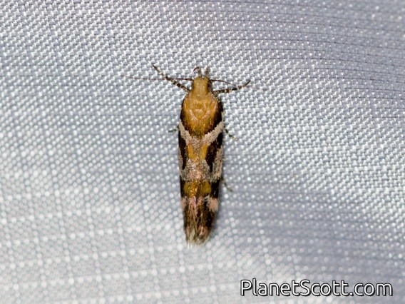 Pink-washed Aristotelia Moth (Aristotelia roseosuffusella)