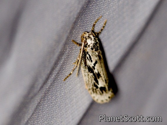 Twirler Moth (Gelechiidae sp)