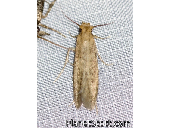 Fungus Moth (Tineidae sp)