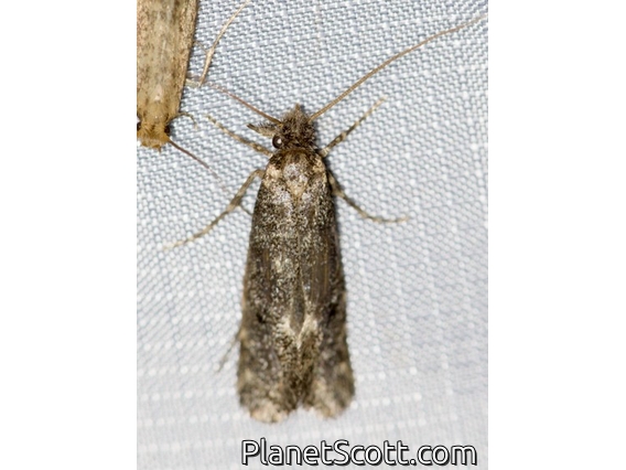 Fungus Moth (Tineidae sp)