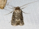 Fungus Moth (Tineidae sp)
