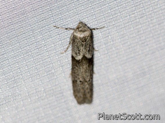 Acorn Moth (Blastobasis glandulella)