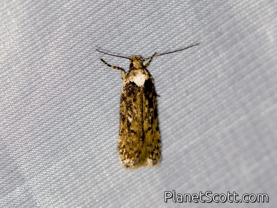 Twirler Moth (Gelechiidae sp)