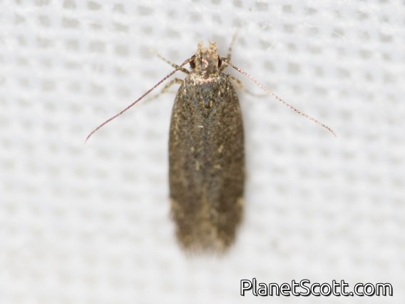 Twirler Moth (Gelechiidae sp)