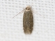 Twirler Moth (Gelechiidae sp)