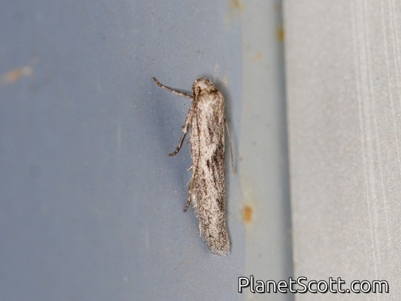 Blastobasini Moth (Blastobasis tarda)